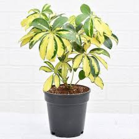 Schefflera Variegated